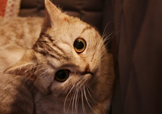 動物領養