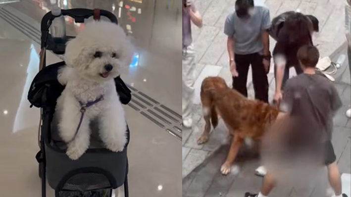 香港嚴打狗隻襲擊事件後 犬隻基因檢測需求急增